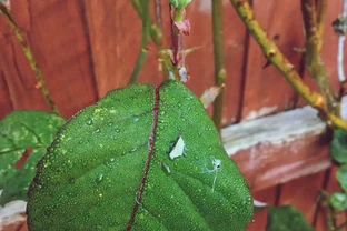 玫瑰總黃葉？土裡加一物，根壯花滿盆