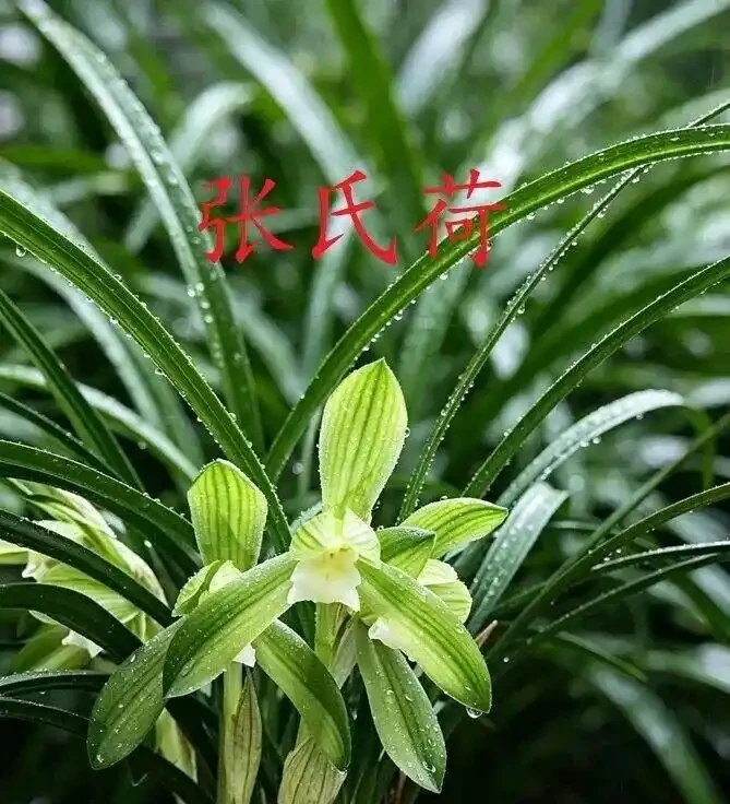中國七大傳統國蘭,蘭韻各不同,養蘭認蘭一本通,一文讀懂七大傳統國蘭