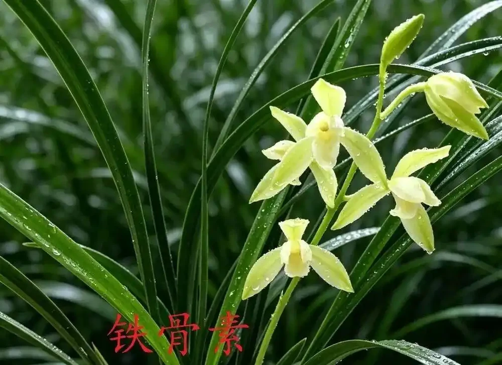 中國七大傳統國蘭,蘭韻各不同,養蘭認蘭一本通,一文讀懂七大傳統國蘭