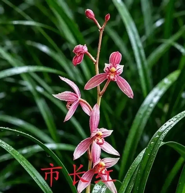 中國七大傳統國蘭,蘭韻各不同,養蘭認蘭一本通,一文讀懂七大傳統國蘭
