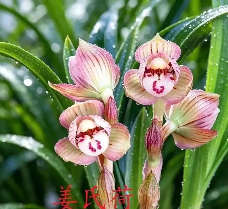 中國七大傳統國蘭,蘭韻各不同,養蘭認蘭一本通,一文讀懂七大傳統國蘭