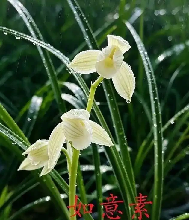 中國七大傳統國蘭,蘭韻各不同,養蘭認蘭一本通,一文讀懂七大傳統國蘭