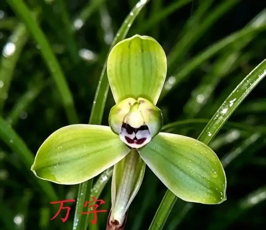 中國七大傳統國蘭,蘭韻各不同,養蘭認蘭一本通,一文讀懂七大傳統國蘭