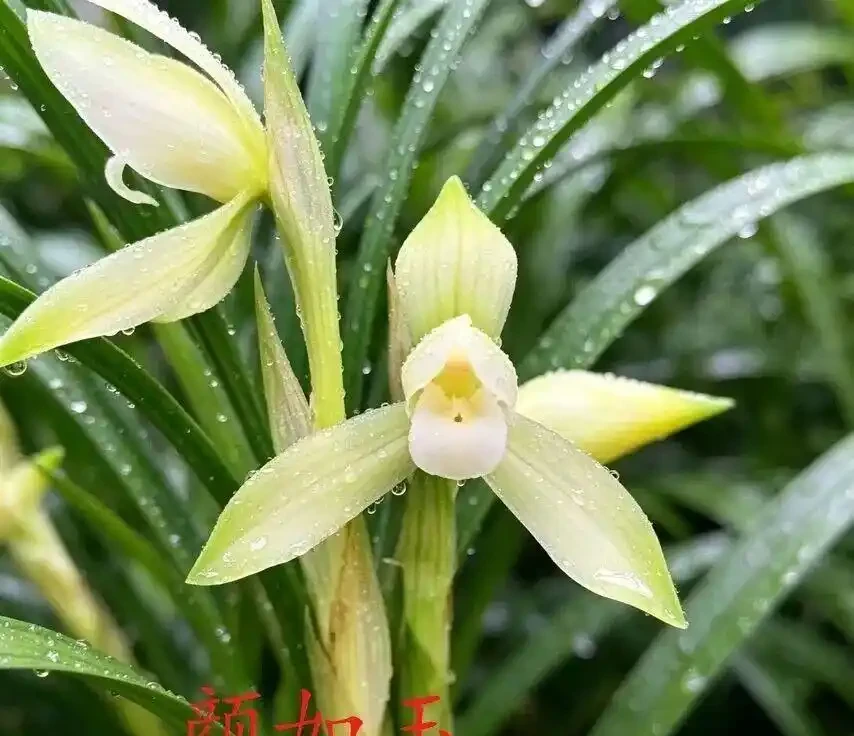 中國七大傳統國蘭,蘭韻各不同,養蘭認蘭一本通,一文讀懂七大傳統國蘭