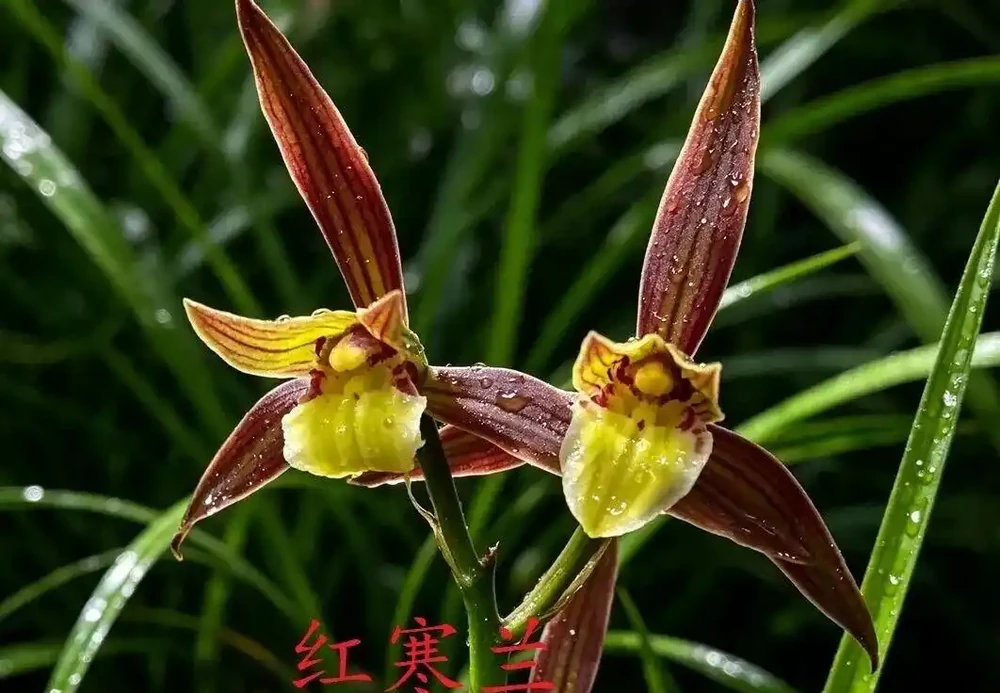 中國七大傳統國蘭,蘭韻各不同,養蘭認蘭一本通,一文讀懂七大傳統國蘭