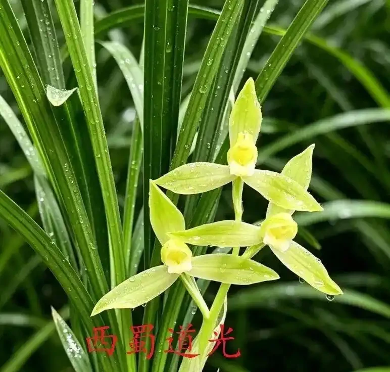中國七大傳統國蘭,蘭韻各不同,養蘭認蘭一本通,一文讀懂七大傳統國蘭