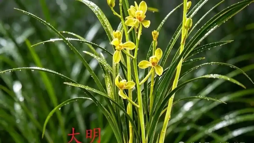 中國七大傳統國蘭,蘭韻各不同,養蘭認蘭一本通,一文讀懂七大傳統國蘭