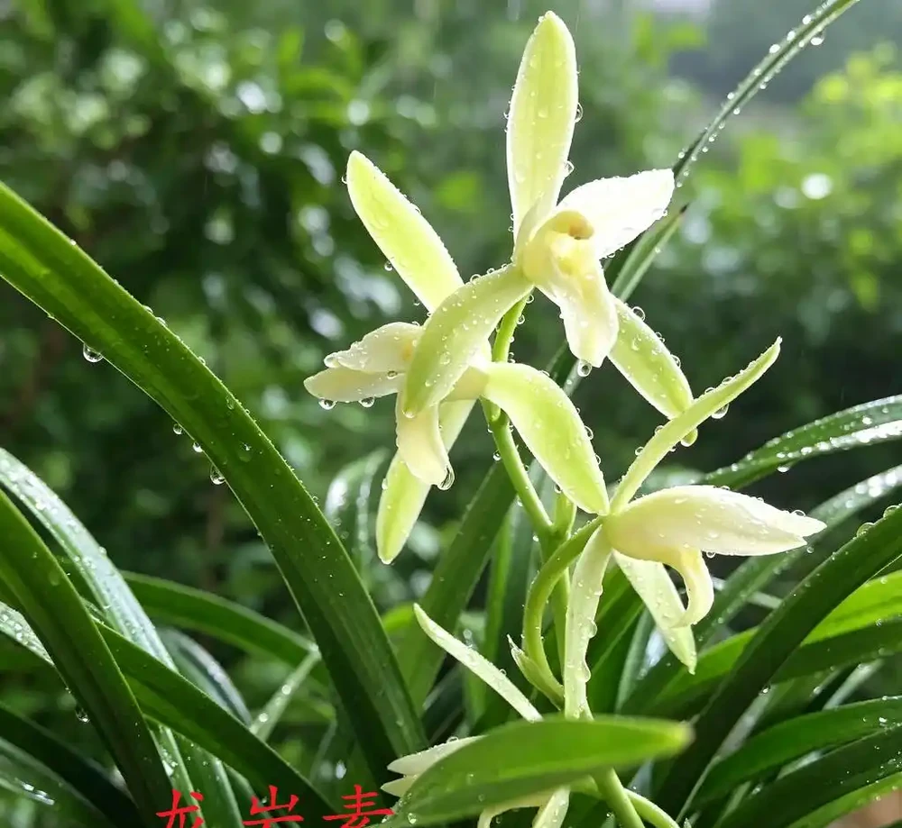 中國七大傳統國蘭,蘭韻各不同,養蘭認蘭一本通,一文讀懂七大傳統國蘭