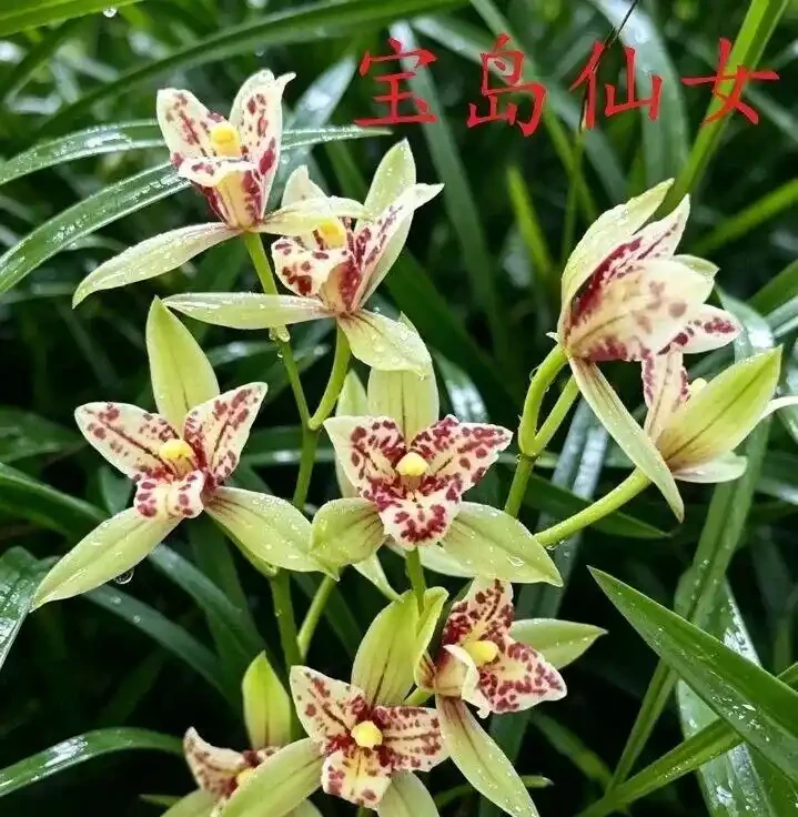 中國七大傳統國蘭,蘭韻各不同,養蘭認蘭一本通,一文讀懂七大傳統國蘭