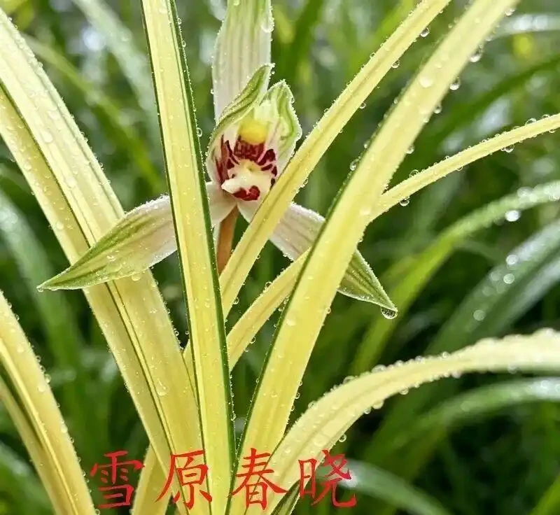 中國七大傳統國蘭,蘭韻各不同,養蘭認蘭一本通,一文讀懂七大傳統國蘭