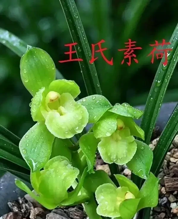 中國七大傳統國蘭,蘭韻各不同,養蘭認蘭一本通,一文讀懂七大傳統國蘭