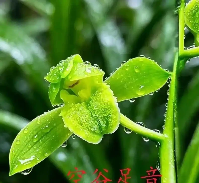 中國七大傳統國蘭,蘭韻各不同,養蘭認蘭一本通,一文讀懂七大傳統國蘭