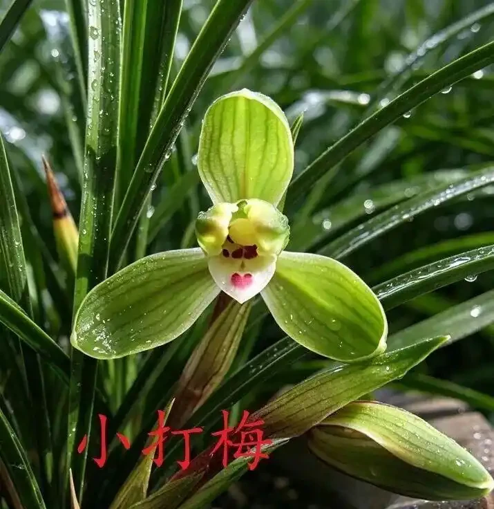 中國七大傳統國蘭,蘭韻各不同,養蘭認蘭一本通,一文讀懂七大傳統國蘭