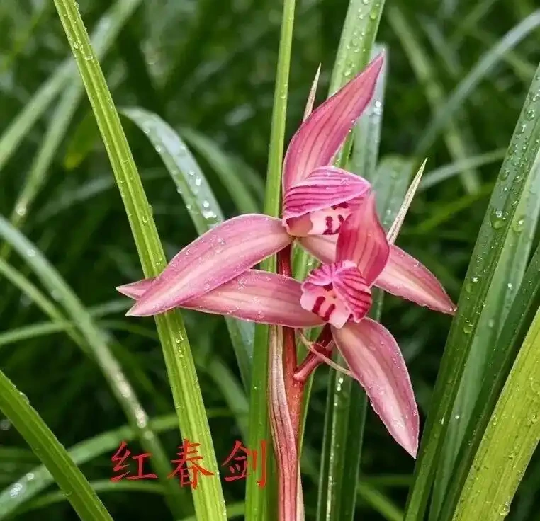 中國七大傳統國蘭,蘭韻各不同,養蘭認蘭一本通,一文讀懂七大傳統國蘭