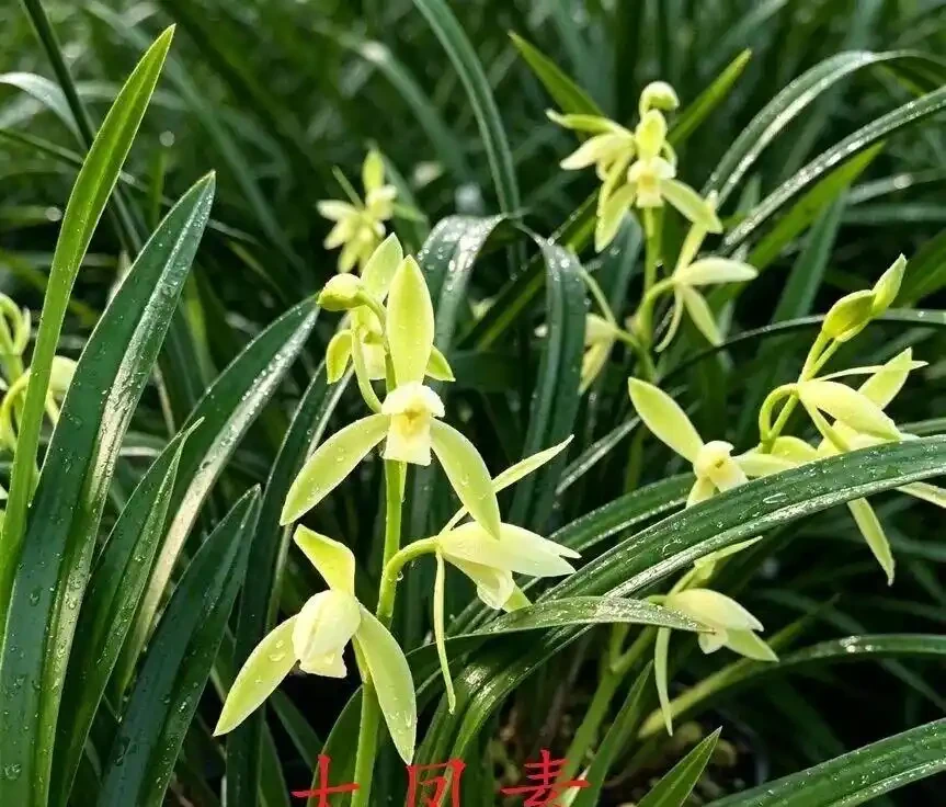 中國七大傳統國蘭,蘭韻各不同,養蘭認蘭一本通,一文讀懂七大傳統國蘭