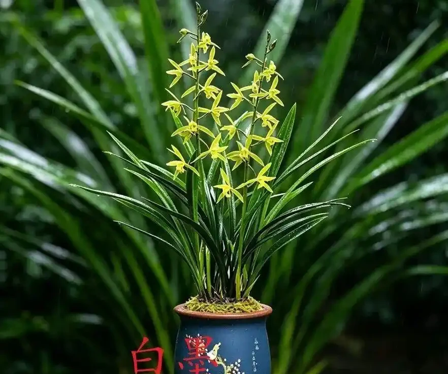 中國七大傳統國蘭,蘭韻各不同,養蘭認蘭一本通,一文讀懂七大傳統國蘭