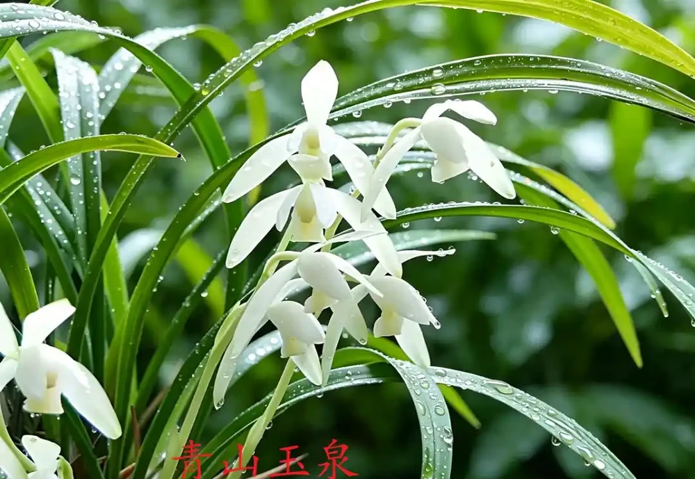中國七大傳統國蘭,蘭韻各不同,養蘭認蘭一本通,一文讀懂七大傳統國蘭