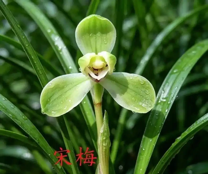 中國七大傳統國蘭,蘭韻各不同,養蘭認蘭一本通,一文讀懂七大傳統國蘭