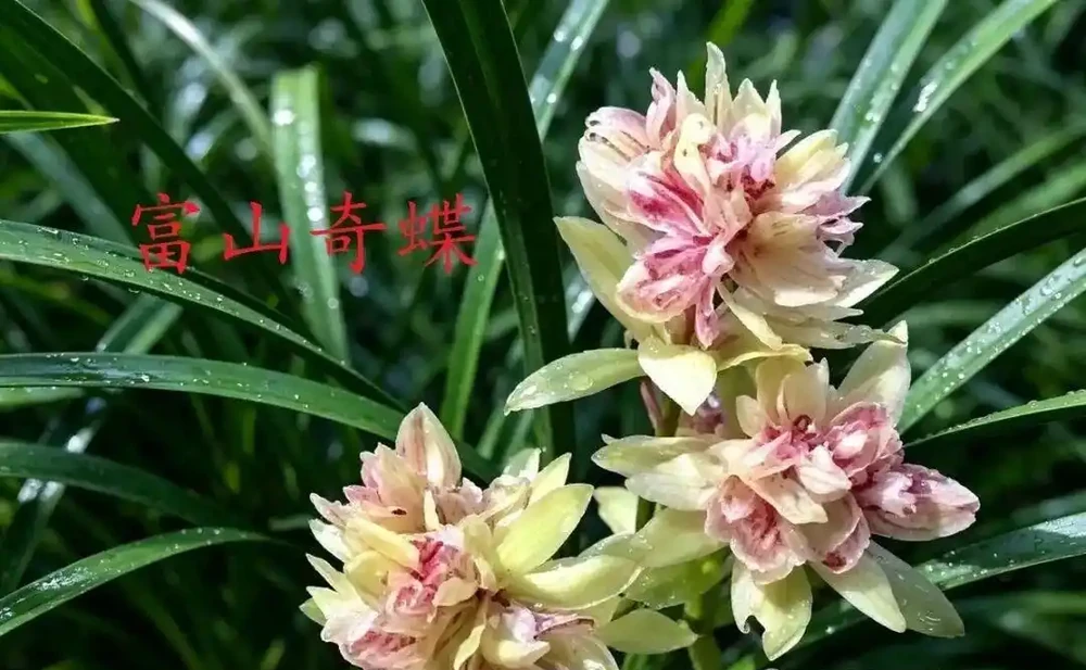 中國七大傳統國蘭,蘭韻各不同,養蘭認蘭一本通,一文讀懂七大傳統國蘭