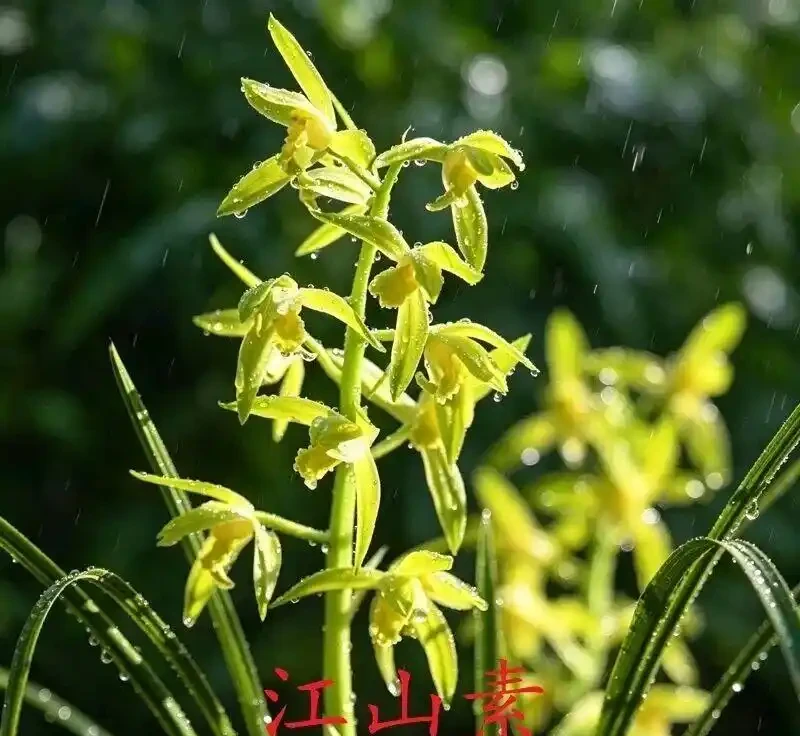 中國七大傳統國蘭,蘭韻各不同,養蘭認蘭一本通,一文讀懂七大傳統國蘭