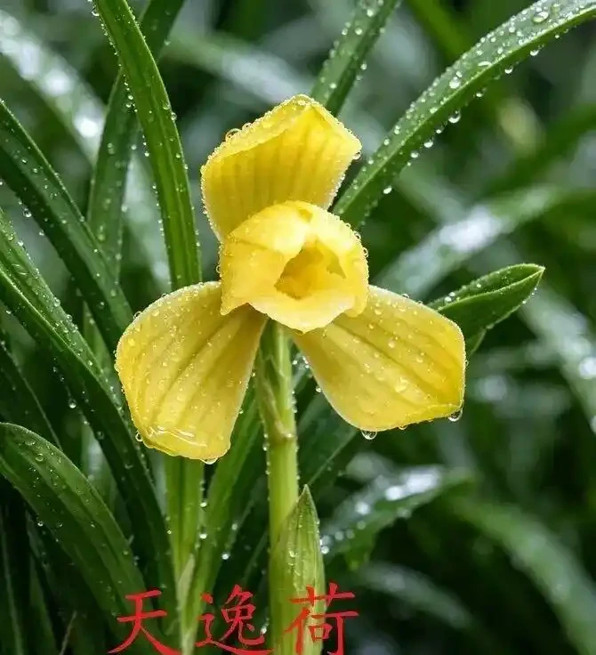 中國七大傳統國蘭,蘭韻各不同,養蘭認蘭一本通,一文讀懂七大傳統國蘭