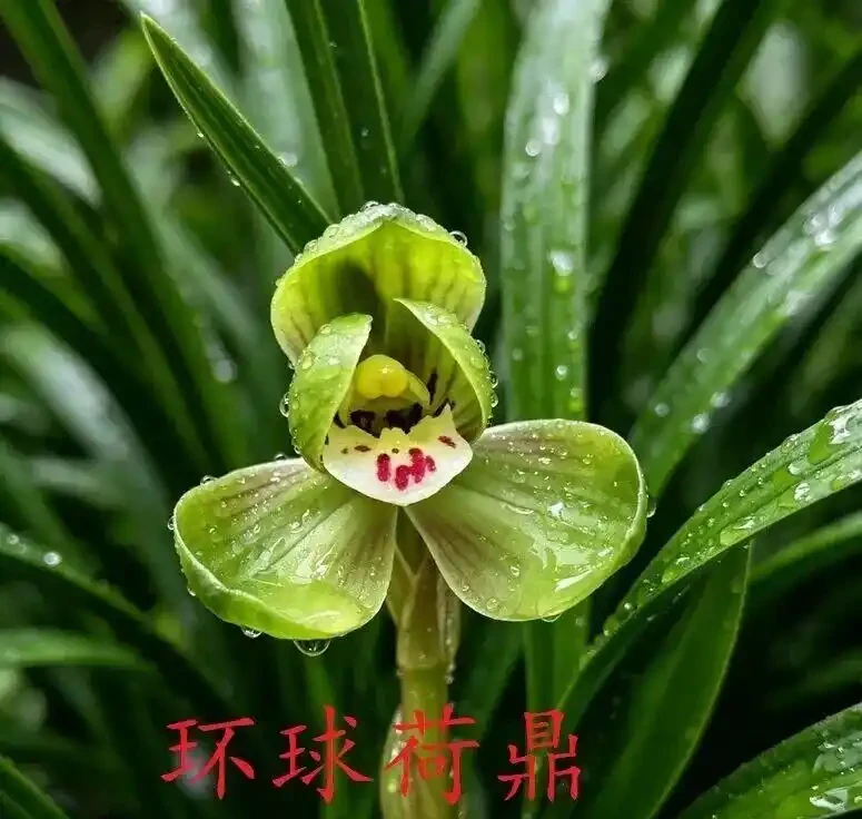 中國七大傳統國蘭,蘭韻各不同,養蘭認蘭一本通,一文讀懂七大傳統國蘭