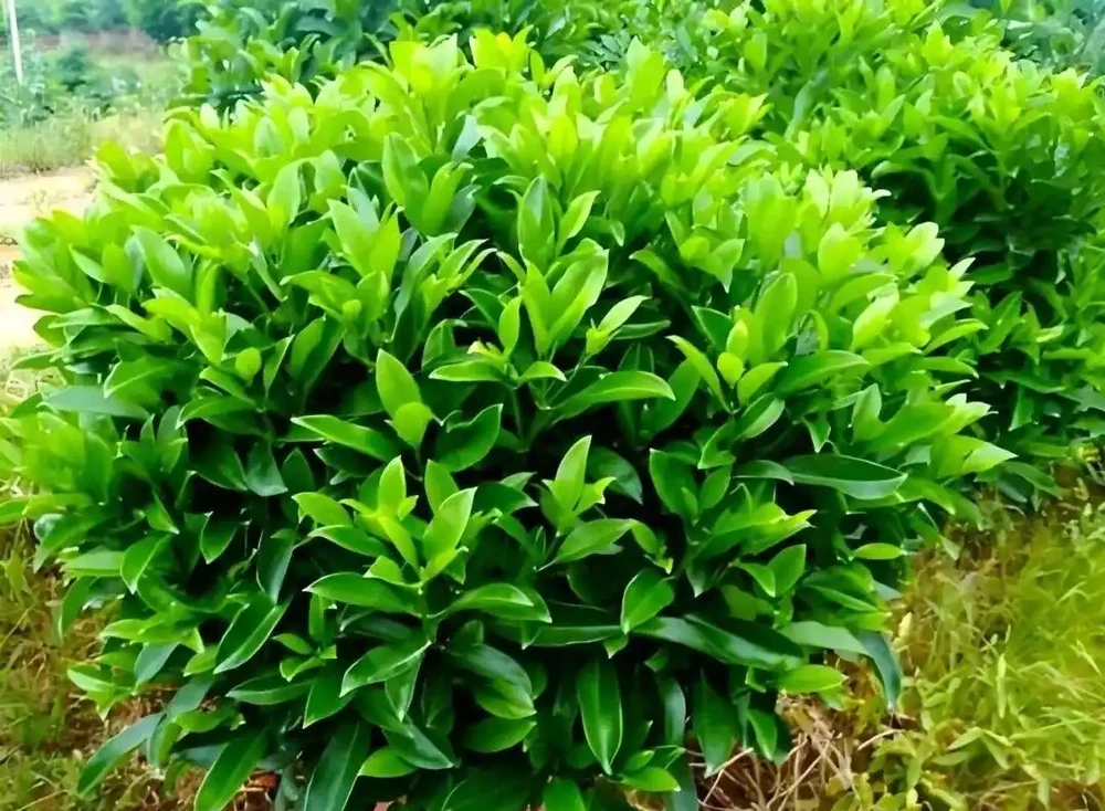 這些能淨化空氣的室內花，收好養護要點，新手再也不怕把花養死