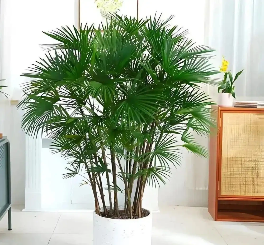 這些能淨化空氣的室內花，收好養護要點，新手再也不怕把花養死