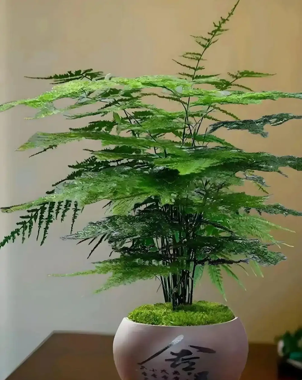 這些能淨化空氣的室內花，收好養護要點，新手再也不怕把花養死