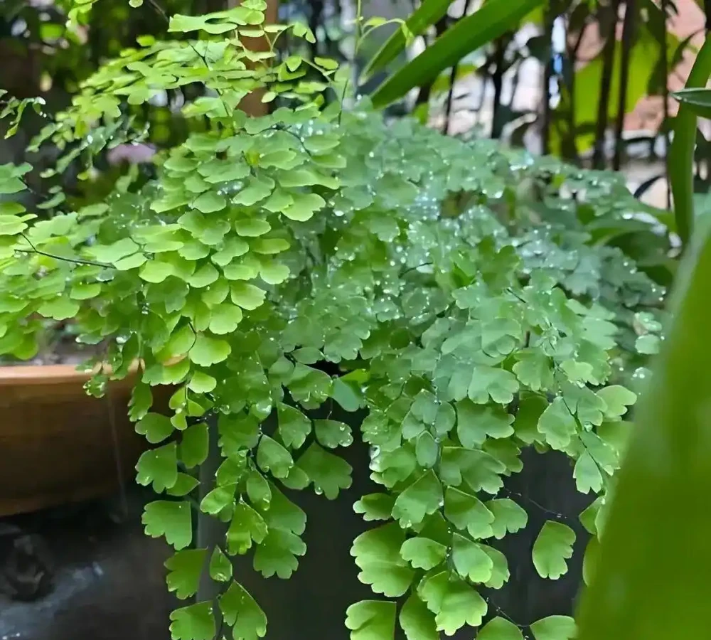這些能淨化空氣的室內花，收好養護要點，新手再也不怕把花養死