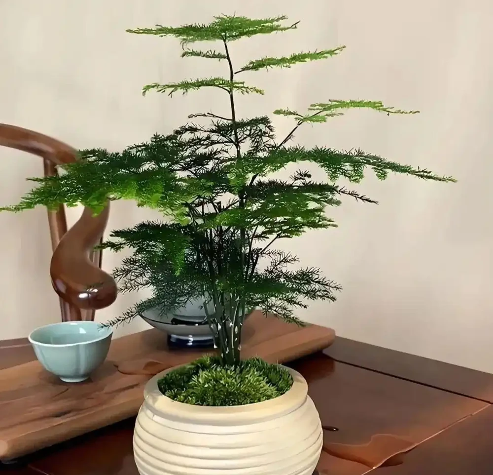 這些能淨化空氣的室內花，收好養護要點，新手再也不怕把花養死