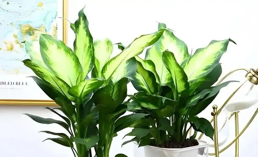 這些能淨化空氣的室內花，收好養護要點，新手再也不怕把花養死