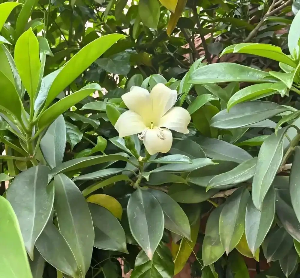 這些能淨化空氣的室內花，收好養護要點，新手再也不怕把花養死
