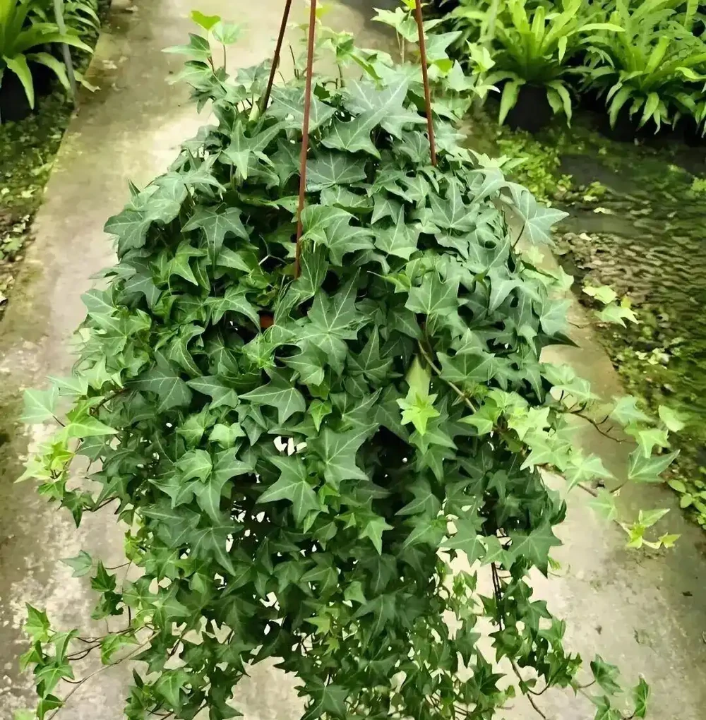 這些能淨化空氣的室內花，收好養護要點，新手再也不怕把花養死