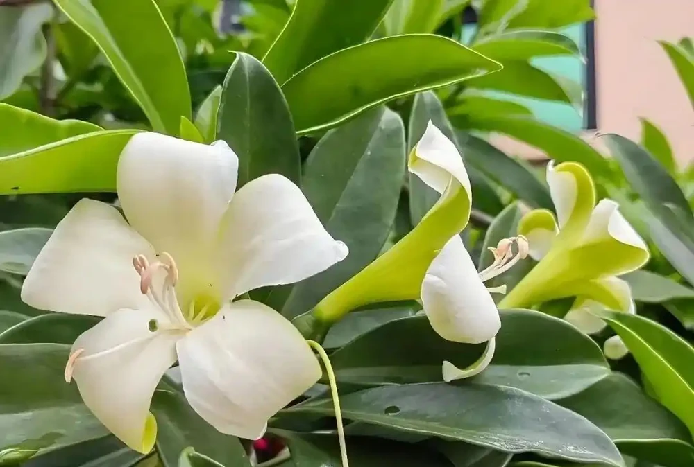 這些能淨化空氣的室內花，收好養護要點，新手再也不怕把花養死