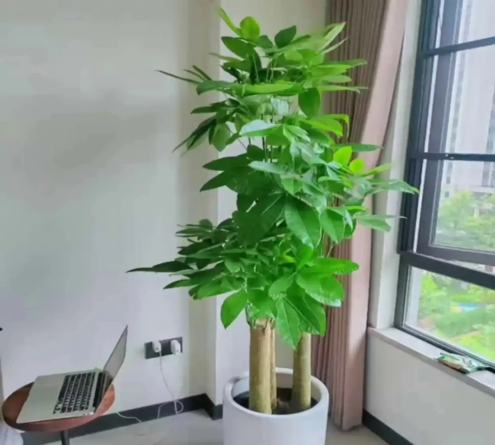 發財樹老是幹葉子?8個真實原因,搞懂之後少走彎路,葉子油亮不焦枯