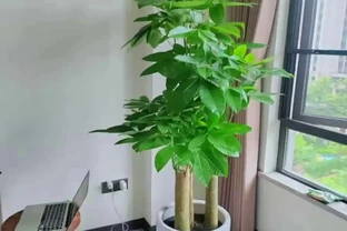 發財樹老是幹葉子？8個真實原因，搞懂之後少走彎路，葉子油亮不焦枯
