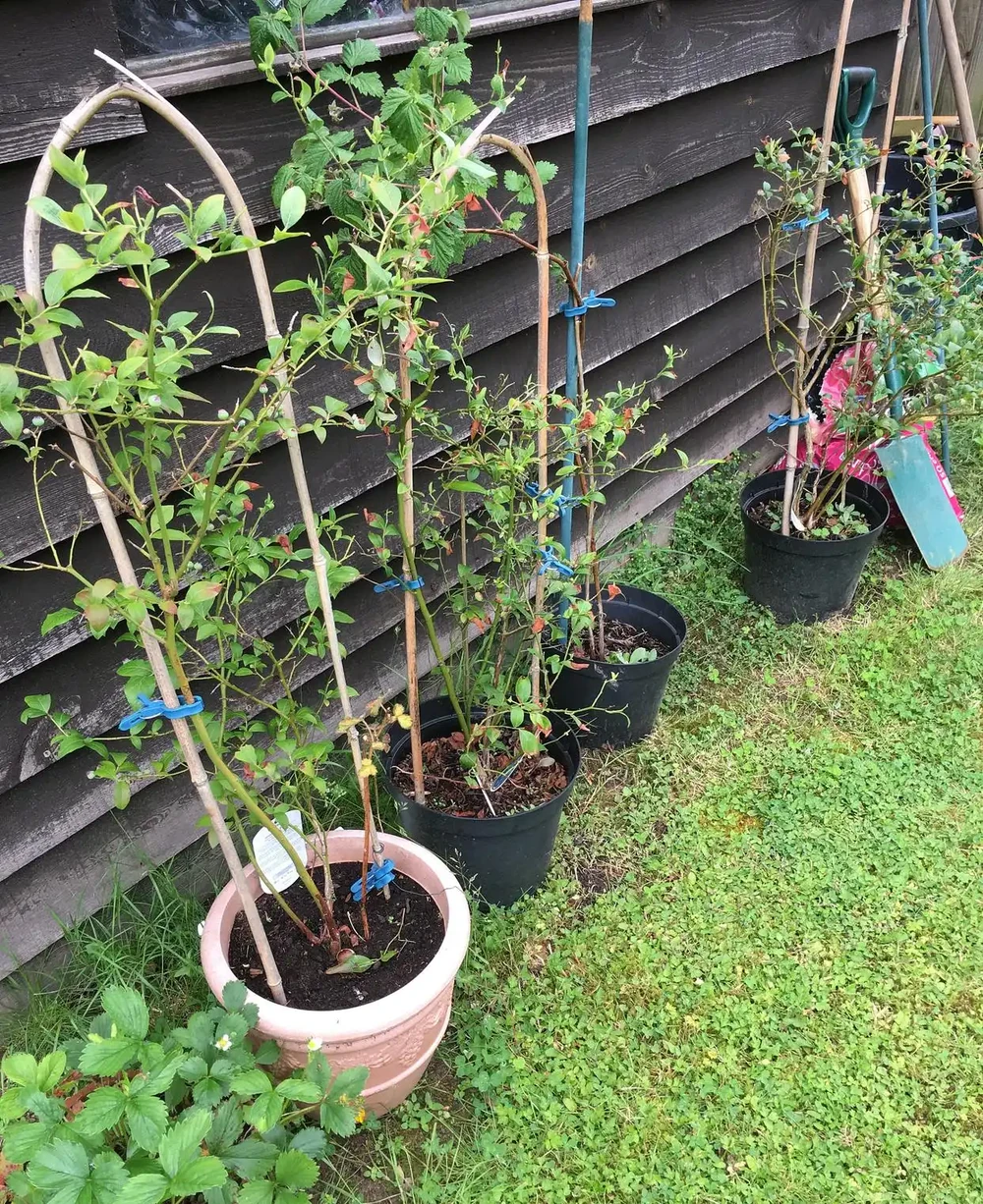 玫瑰老樁買回家就死?教你3步養出滿樹花