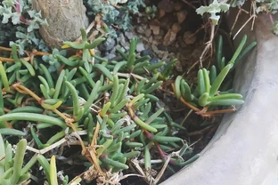 玫瑰老樁買回家就死？教你3步養出滿樹花