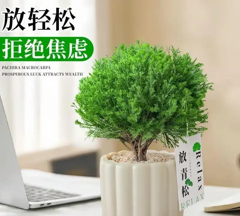 2026室內小眾盆栽推薦,高階感滿滿還好養