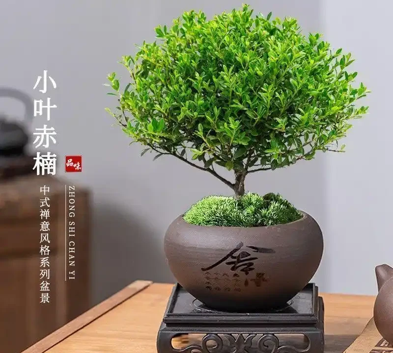 2026室內小眾盆栽推薦,高階感滿滿還好養
