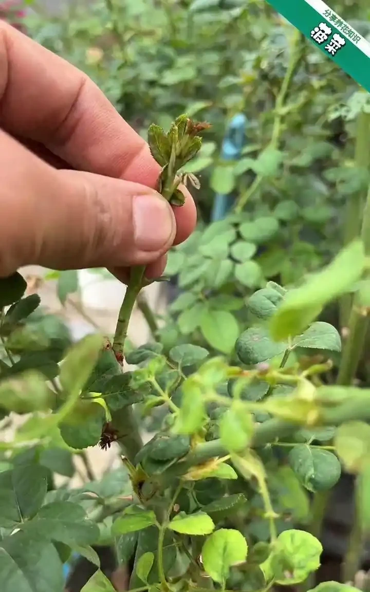 秋季玫瑰管理做好這幾步,來年春天開花多、花量大