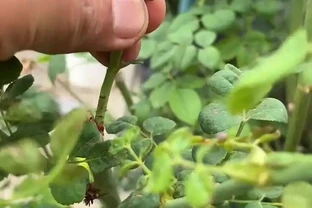 秋季玫瑰管理做好這幾步，來年春天開花多、花量大