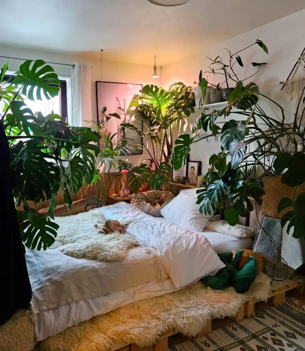臥室養花就選這10種!夜間瘋狂製氧促睡眠,越養越香,睡得越踏實