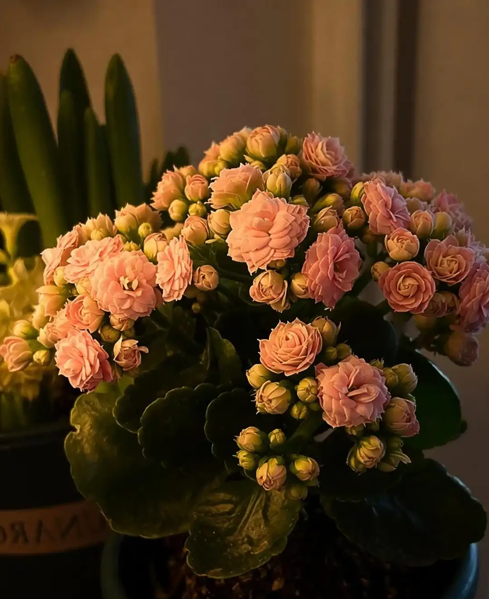 臥室養花就選這10種!夜間瘋狂製氧促睡眠,越養越香,睡得越踏實