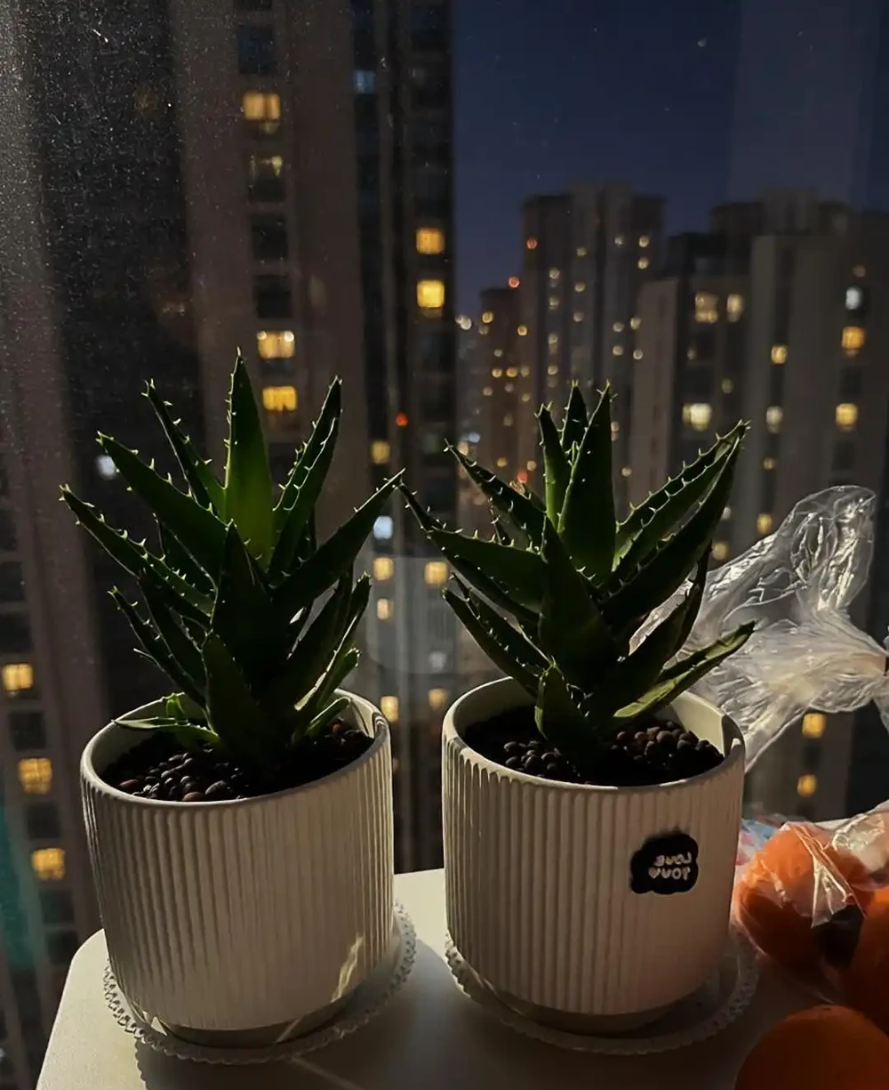 臥室養花就選這10種!夜間瘋狂製氧促睡眠,越養越香,睡得越踏實