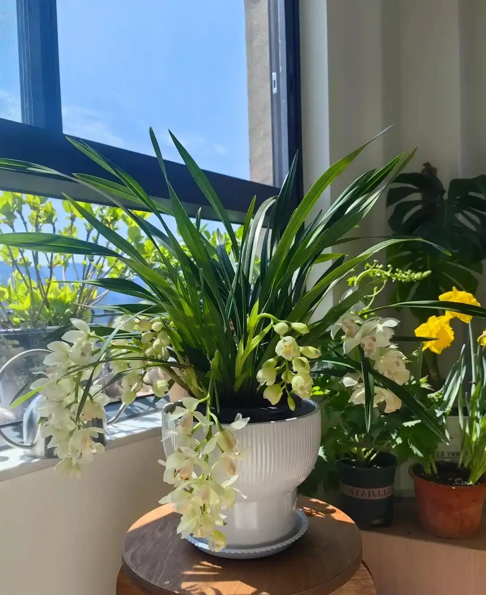 臥室養花就選這10種!夜間瘋狂製氧促睡眠,越養越香,睡得越踏實
