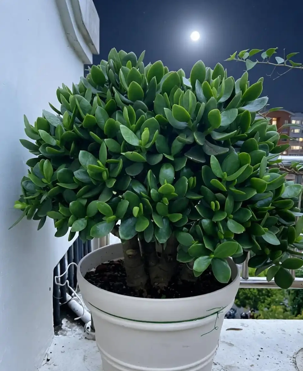 臥室養花就選這10種!夜間瘋狂製氧促睡眠,越養越香,睡得越踏實