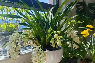 臥室養花就選這10種！夜間瘋狂製氧促睡眠，越養越香，睡得越踏實