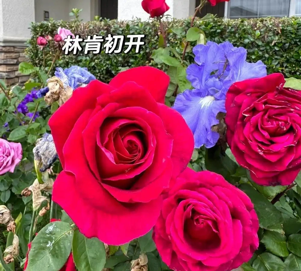 推開窗就聞香,十款濃香玫瑰讓院子飄滿花香